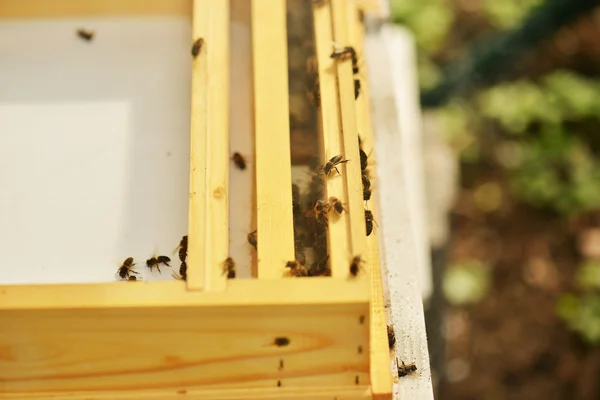 蜂の巣の蜂の群れ — ストック写真