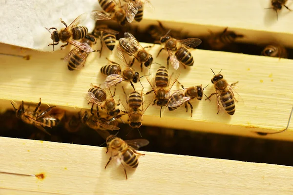 Enxame de abelhas em favo de mel — Fotografia de Stock