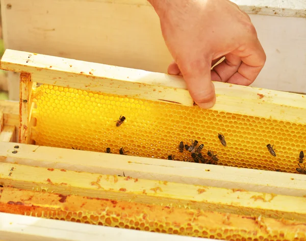 Sciame di api a nido d'ape — Foto Stock