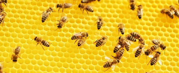 Abejas trabajadoras en panal —  Fotos de Stock