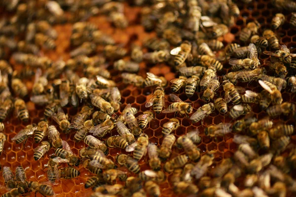 Un enjambre de abejas en la miel colmenar —  Fotos de Stock