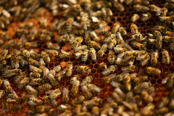En bisvärm i bikupa honung — Stockfoto