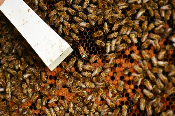 Un enjambre de abejas en la miel colmenar —  Fotos de Stock