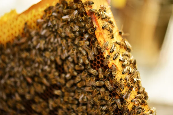 Abejas trabajadoras en panal —  Fotos de Stock