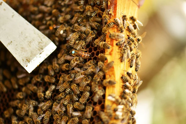 Abejas trabajadoras en panal —  Fotos de Stock