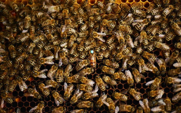 Roj včel v včelín medu — Stock fotografie