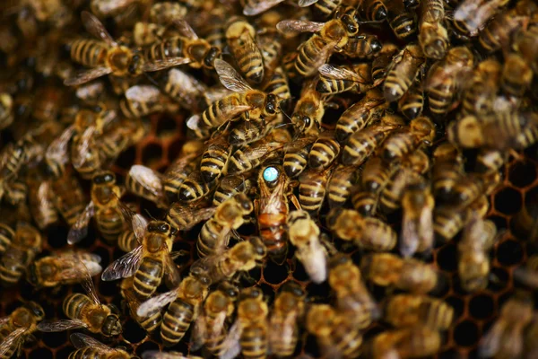 Um enxame de abelhas no mel apiário — Fotografia de Stock