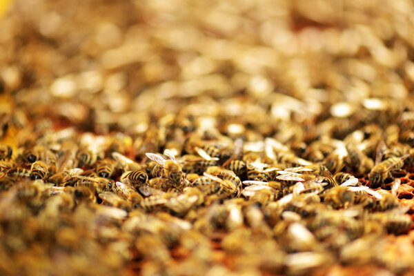 A swarm of bees in the apiary honey