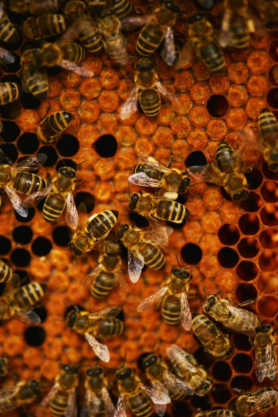 Abeilles laborieuses en nid d'abeille — Photo