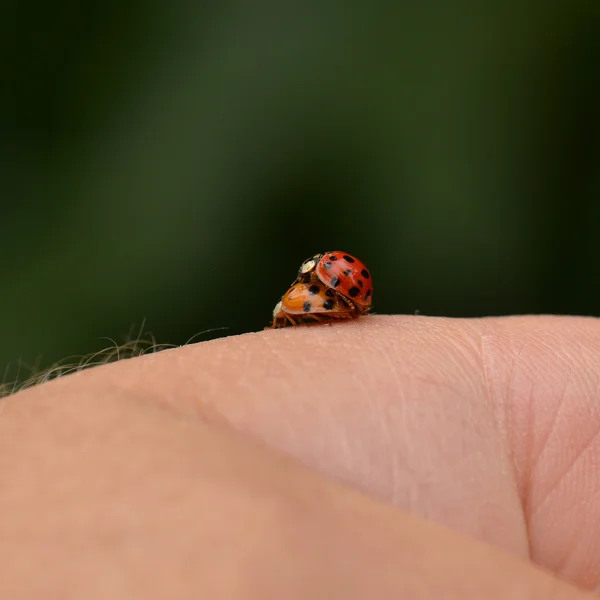 Two ladybugs on hand — Stock Photo, Image