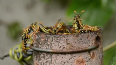 eşekarısı yuvası içinde