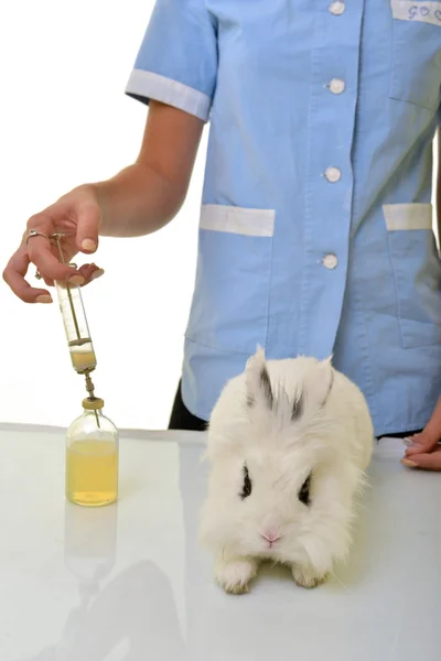 Vet is going to make an injection — Stock Photo, Image
