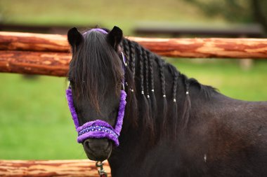 Sigara içen bir beekeper