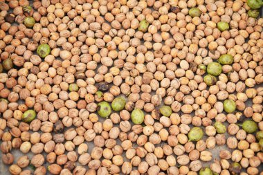 Ceviz sonbahar harwest.