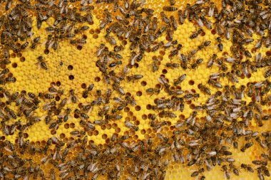 çalışkan arılar petek üzerinde