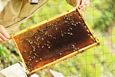 Petek arı sürüsü