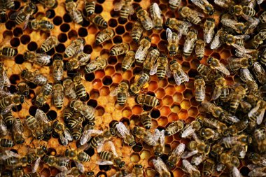 çalışkan arılar petek üzerinde