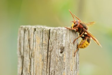 Bir arı yakın çekim