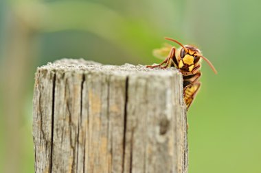 Bir arı yakın çekim