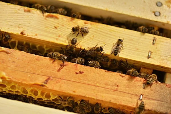 Трудолюбивые пчелы на сотах — стоковое фото
