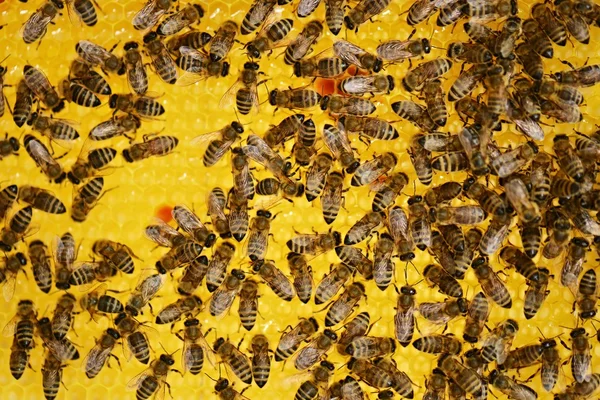ハニカム上勤勉なミツバチ — ストック写真