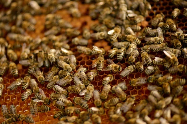 Un enjambre de abejas en la miel colmenar —  Fotos de Stock