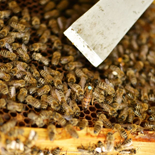 Un enjambre de abejas en la miel colmenar —  Fotos de Stock