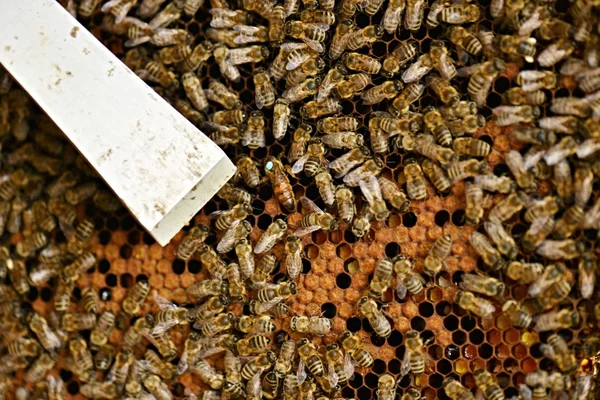 Un enjambre de abejas en la miel colmenar —  Fotos de Stock