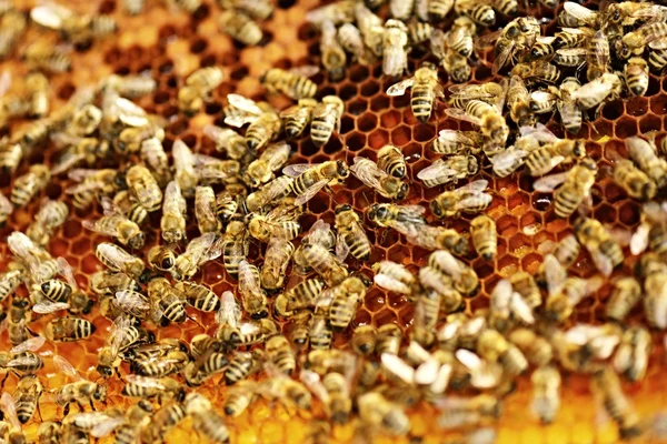A méhészet a méz méhek raja — Stock Fotó