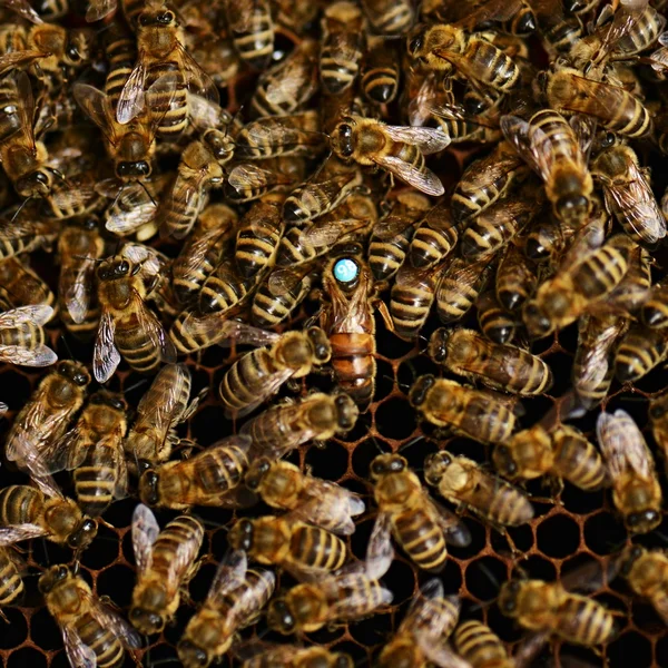 양봉장 벌 꿀에 꿀벌의 떼 — 스톡 사진