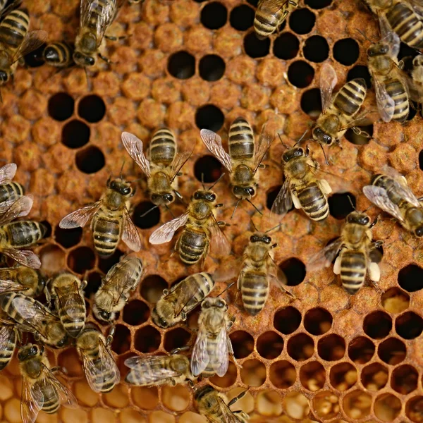 Un enjambre de abejas en la miel colmenar —  Fotos de Stock