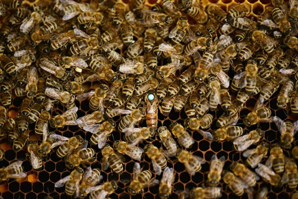 Un enjambre de abejas en la miel colmenar —  Fotos de Stock