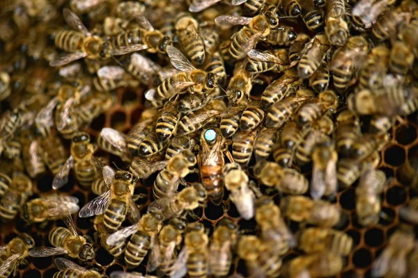 Un enjambre de abejas en la miel colmenar —  Fotos de Stock