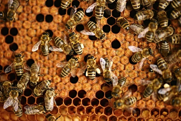 Un enjambre de abejas en la miel colmenar —  Fotos de Stock