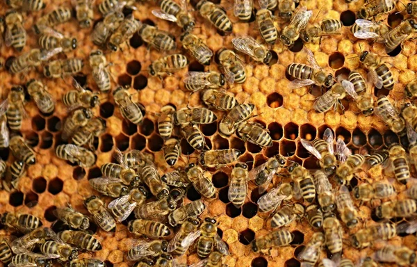 A swarm of bees in the apiary honey — Stock Photo, Image