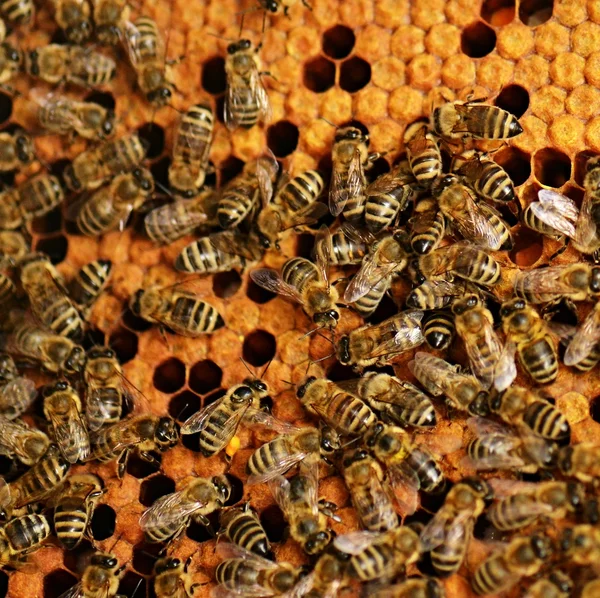 Bienenschwarm im Bienenhonig — Stockfoto