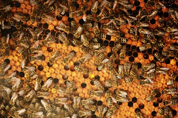 Un enjambre de abejas en la miel colmenar — Foto de Stock