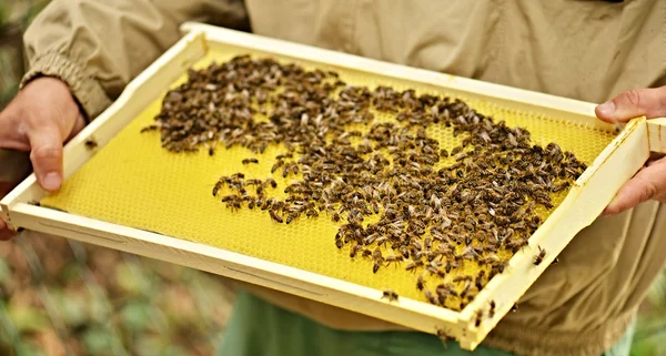 Enjambre de abejas en panal —  Fotos de Stock