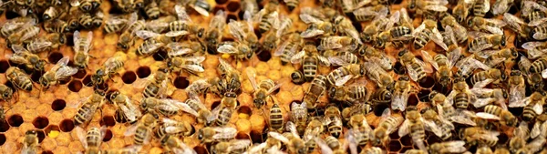 一群蜜蜂在蜂房蜂蜜 — 图库照片