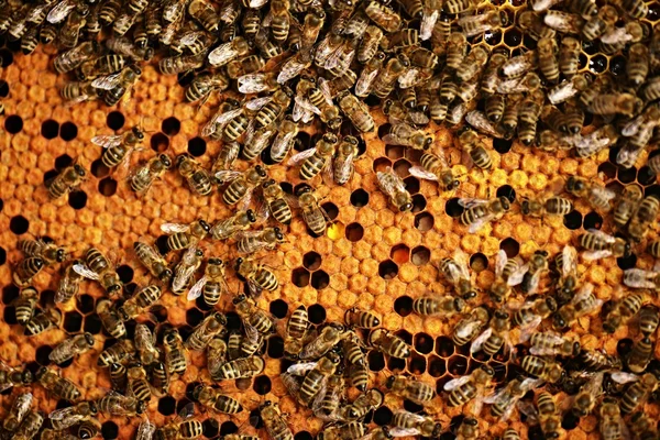 Un enjambre de abejas en la miel colmenar —  Fotos de Stock