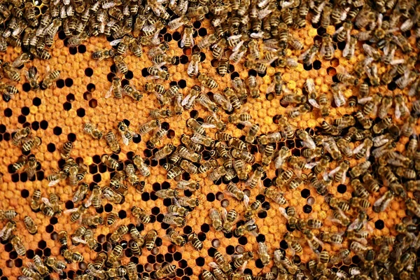 Un enjambre de abejas en la miel colmenar — Foto de Stock