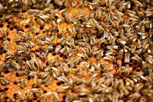 Un enjambre de abejas en la miel colmenar —  Fotos de Stock