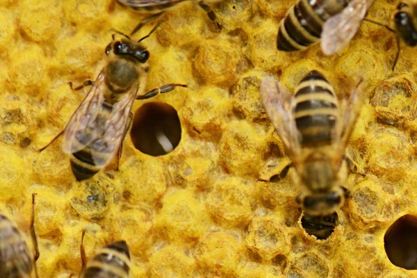 Трудолюбивые пчелы на сотах — стоковое фото