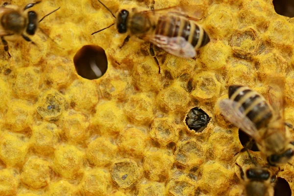 Працьовиті бджоли на стільниці — стокове фото