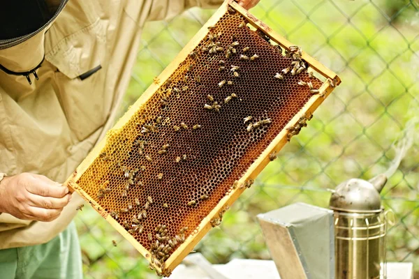 Petek arı sürüsü