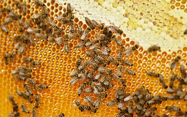 Працьовиті бджоли на стільниці — стокове фото