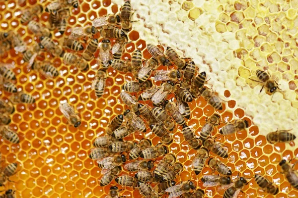 벌집에 근 면 한 꿀벌 — 스톡 사진