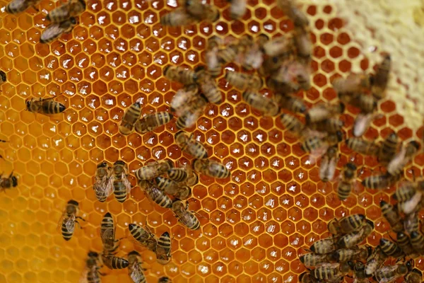 Abejas trabajadoras en panal —  Fotos de Stock