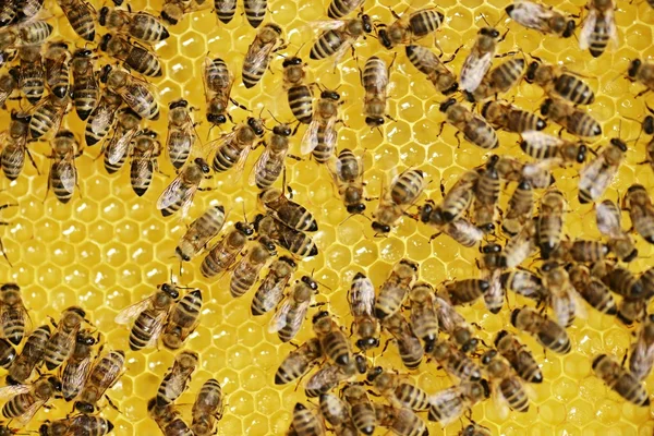 Hardworking bees on honeycomb — Stock Photo, Image