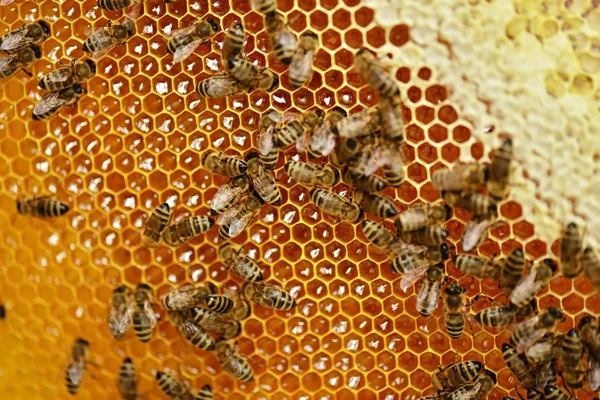 Abeilles laborieuses en nid d'abeille — Photo